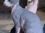 Megatron - Sphynx Kitten For Sale - 