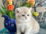 Aika - British Shorthair Kitten For Sale - FL, US