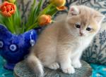 Alex - British Shorthair Kitten For Sale - FL, US