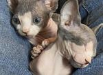 Spot - Sphynx Kitten For Sale - Middletown, DE, US