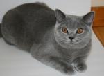 Lexi - British Shorthair Cat For Sale - 