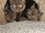 Gucci - British Shorthair Kitten For Sale - 
