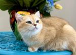 Gucci Ruso - British Shorthair Cat For Sale - FL, US