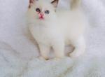 Alexis - Ragdoll Kitten For Sale - Los Angeles, CA, US