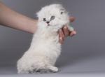 Julienne - Munchkin Kitten For Sale - Norwalk, CT, US