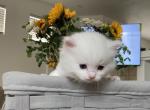 White boy 1 - Ragdoll Kitten For Sale - Riverside, CA, US