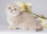 Hitklif - Munchkin Kitten For Sale - Norwalk, CT, US