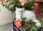 White girl 1 - Ragdoll Kitten For Sale - Riverside, CA, US