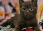 Fendi - British Shorthair Kitten For Sale - Grand Rapids, MI, US