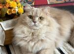 Daisy - Siberian Cat For Sale - FL, US
