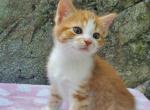 Ruby - Domestic Kitten For Sale - Barto, PA, US