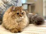Lily - Siberian Cat For Sale - FL, US