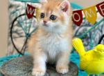 COCO - British Shorthair Kitten For Sale - FL, US