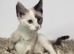 Sweet Princess Siamese - Siamese Kitten For Sale - Rockford, IL, US