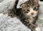 Ivy - Scottish Fold Kitten For Sale - 