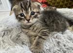 Rocks - Scottish Fold Kitten For Sale - 