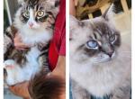 Po and Snowflake - Ragdoll Cat For Adoption - 
