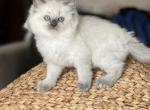 Chris - Ragdoll Kitten For Sale - Front Royal, VA, US