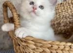 Apollo - Ragdoll Kitten For Sale - Front Royal, VA, US