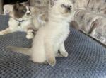 Luna - Ragdoll Kitten For Sale - Front Royal, VA, US