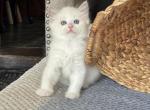 Leo - Ragdoll Kitten For Sale - Front Royal, VA, US