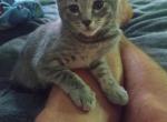 Elly - Domestic Kitten For Sale - Phoenix, AZ, US
