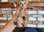 Savannah highlander kittens - Savannah Kitten For Sale - 