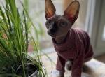 Tom - Sphynx Kitten For Sale - Hollywood, FL, US