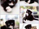 Batman - Scottish Fold Kitten For Sale - FL, US