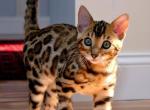 Mia litter - Bengal Kitten For Sale - Commerce City, CO, US