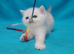 Olaf - Scottish Straight Kitten For Sale - Gulf Breeze, FL, US