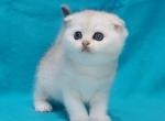 Oscar - Scottish Fold Kitten For Sale - Gulf Breeze, FL, US