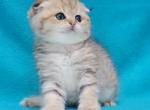Darla - Scottish Fold Kitten For Sale - Gulf Breeze, FL, US
