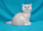 Chena - Scottish Straight Kitten For Sale - Gulf Breeze, FL, US