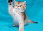 Choky RESERVED - Scottish Straight Kitten For Sale - 