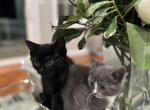 no name - Domestic Kitten For Sale - West Springfield, MA, US