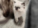 Brownie Seal Point Himalayan - Himalayan Kitten For Sale - Crawfordsville, IN, US