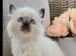 TICA RAGDOLL SEAL POINT BOY - Ragdoll Kitten For Sale - Southwick, MA, US