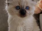 TICA Bueatiful Ragdoll Boy - Ragdoll Kitten For Sale - Southwick, MA, US