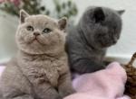 Jane - British Shorthair Kitten For Sale - Battle Ground, WA, US