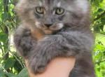 P r a d a - Maine Coon Kitten For Sale - Gaylord, MI, US