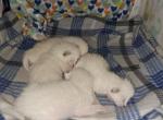 May babies - Siamese Kitten For Sale - NY, US