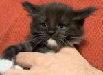 Available Majestic Female - Maine Coon Kitten For Sale - Westborough, MA, US