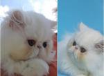 Beautiful persian kittens - Persian Kitten For Sale - Pittsburgh, PA, US