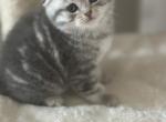 Scottish fold - Scottish Fold Kitten For Sale - Minneapolis, MN, US