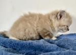 Cinnamons kittens yellow - Ragdoll Kitten For Sale - Bradenton, FL, US