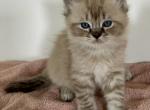 Cinnamons kittens deep blue - Ragdoll Kitten For Sale - Bradenton, FL, US