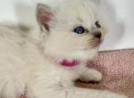 Cinnamon kittens pink - Ragdoll Kitten For Sale - Bradenton, FL, US