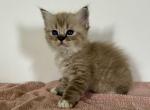 Cinnamons kittens white collar - Ragdoll Kitten For Sale - Bradenton, FL, US