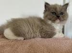 Cinnamon kittens Dame girl - Ragdoll Kitten For Sale - Bradenton, FL, US